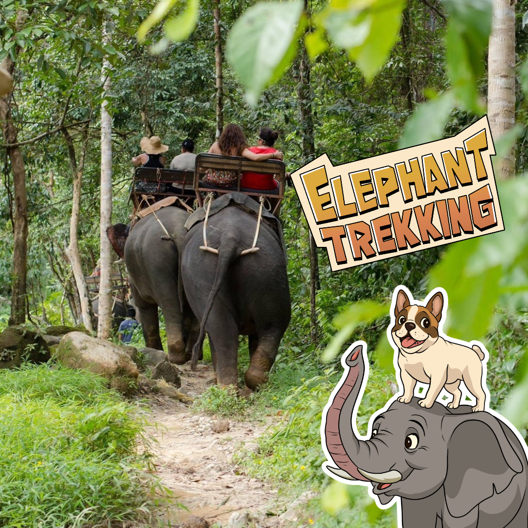 🐘ELEPHANT TREKKING 30mins + whitewater RAFTING + FLYING FOX 200m + MONKEY CAVE + jungle walk to WATERFALL